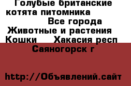 Голубые британские котята питомника Silvery Snow. - Все города Животные и растения » Кошки   . Хакасия респ.,Саяногорск г.